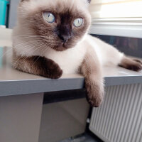 Scottish Fold, Kedi  Pamuk fotoğrafı