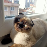 Scottish Fold, Kedi  Pamuk fotoğrafı