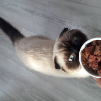 Scottish Fold, Kedi  Pamuk fotoğrafı