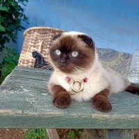 Scottish Fold, Kedi  Pamuk fotoğrafı