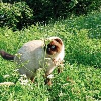 Scottish Fold, Kedi  Pamuk fotoğrafı