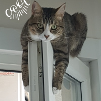 Tekir Kedi, Kedi  Missa fotoğrafı