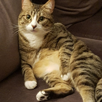 Tekir Kedi, Kedi  Missa fotoğrafı