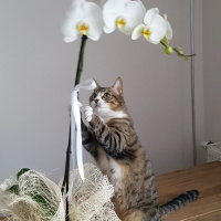 Tekir Kedi, Kedi  Missa fotoğrafı