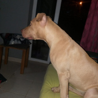 Amerikan Pitbull Terrier, Köpek  Dora fotoğrafı