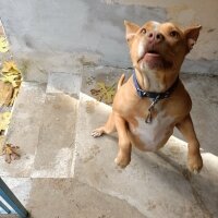 Amerikan Pitbull Terrier, Köpek  Pablo fotoğrafı