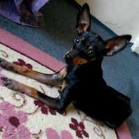Minyatür Pinscher, Köpek  Contest fotoğrafı