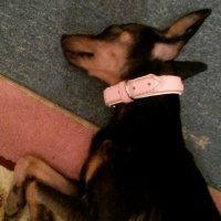 Minyatür Pinscher, Köpek  Contest fotoğrafı