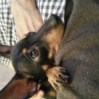 Minyatür Pinscher, Köpek  Contest fotoğrafı
