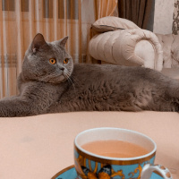 British Shorthair, Kedi  Mario fotoğrafı