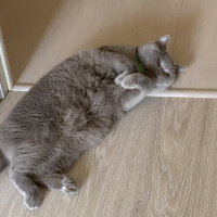 British Shorthair, Kedi  Mario fotoğrafı