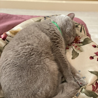 British Shorthair, Kedi  Mario fotoğrafı