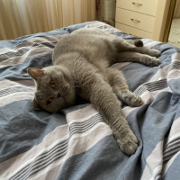 British Shorthair, Kedi  Mario fotoğrafı