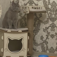 British Shorthair, Kedi  Mario fotoğrafı