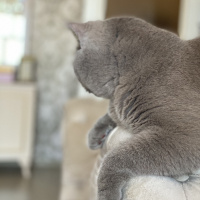 British Shorthair, Kedi  Mario fotoğrafı