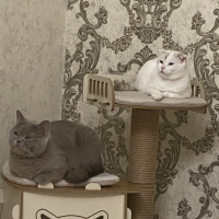 British Shorthair, Kedi  Mario fotoğrafı