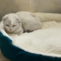 Scottish Fold, Kedi  Lili fotoğrafı