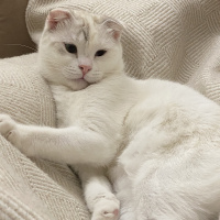 Scottish Fold, Kedi  Lili fotoğrafı