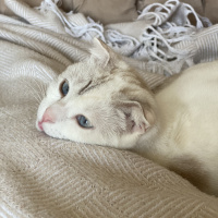 Scottish Fold, Kedi  Lili fotoğrafı