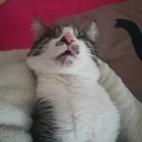 Tekir Kedi, Kedi  Bulut fotoğrafı