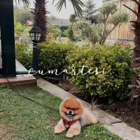 Pomeranyalı, Köpek  Oscar mascara fotoğrafı