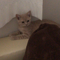British Shorthair, Kedi  Nohut fotoğrafı