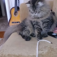 Chinchilla, Kedi  Pati fotoğrafı