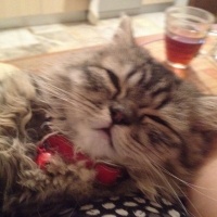 Chinchilla, Kedi  Pati fotoğrafı