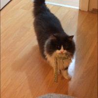Ragamuffin, Kedi  EİRENE fotoğrafı