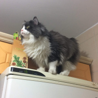 Ragamuffin, Kedi  EİRENE fotoğrafı