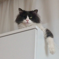 Ragamuffin, Kedi  EİRENE fotoğrafı