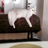 British Shorthair, Kedi  Oskar fotoğrafı