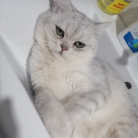 British Shorthair, Kedi  Oskar fotoğrafı