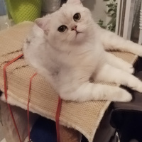 British Shorthair, Kedi  Oskar fotoğrafı