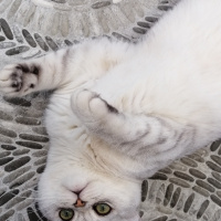 British Shorthair, Kedi  Oskar fotoğrafı