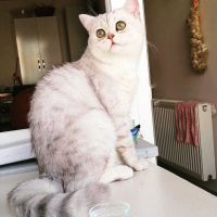 British Shorthair, Kedi  Oskar fotoğrafı