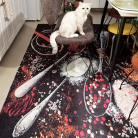 British Shorthair, Kedi  Oskar fotoğrafı