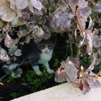 Tekir Kedi, Kedi  Limon fotoğrafı