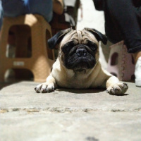 Pug, Köpek  Rıfkı fotoğrafı