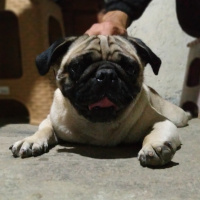 Pug, Köpek  Rıfkı fotoğrafı