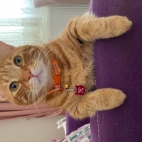 Sarman, Kedi  Lokum fotoğrafı