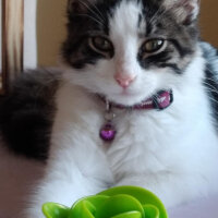 Norwegian Forest, Kedi  Pamuk fotoğrafı