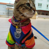 Tekir Kedi, Kedi  Şanslı fotoğrafı