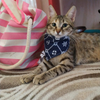 Tekir Kedi, Kedi  Şanslı fotoğrafı