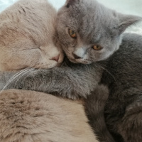 Scottish Fold, Kedi  Leo fotoğrafı