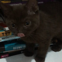 British Shorthair, Kedi  Abidin fotoğrafı