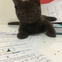 British Shorthair, Kedi  Abidin fotoğrafı