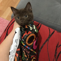 British Shorthair, Kedi  Abidin fotoğrafı