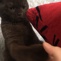 British Shorthair, Kedi  Abidin fotoğrafı