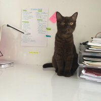 British Shorthair, Kedi  Abidin fotoğrafı